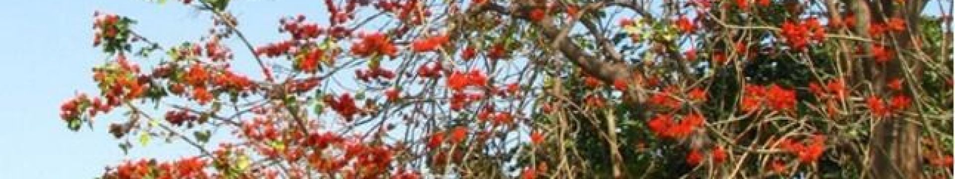 un espectáculo natural en las afueras de Hanói