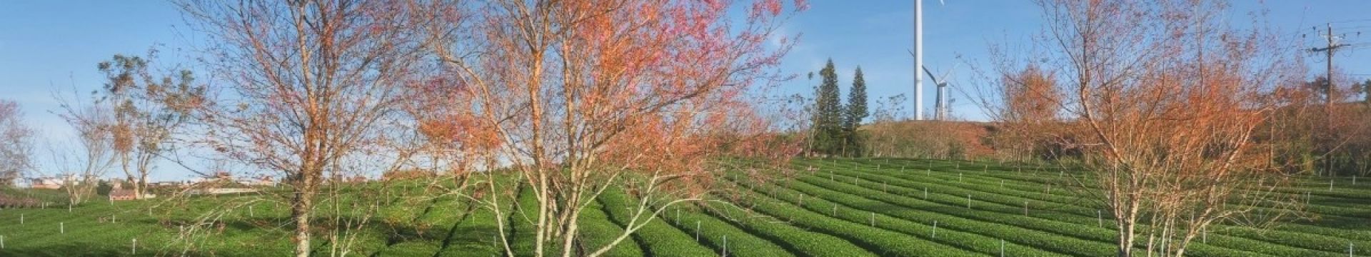 El cerezo silvestre florece anunciando la primavera en Đà Lạt
