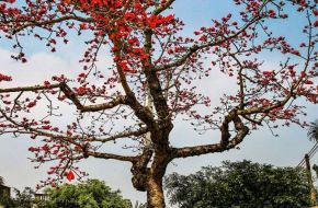 un espectáculo natural en las afueras de Hanói