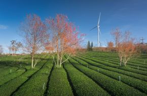 El cerezo silvestre florece anunciando la primavera en Đà Lạt